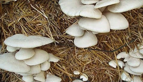 آموزش آسان پرورش قارچ در منزل
